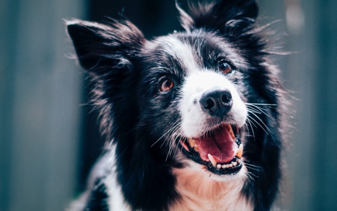 N.Y.: Dog breed law amendment passes Senate