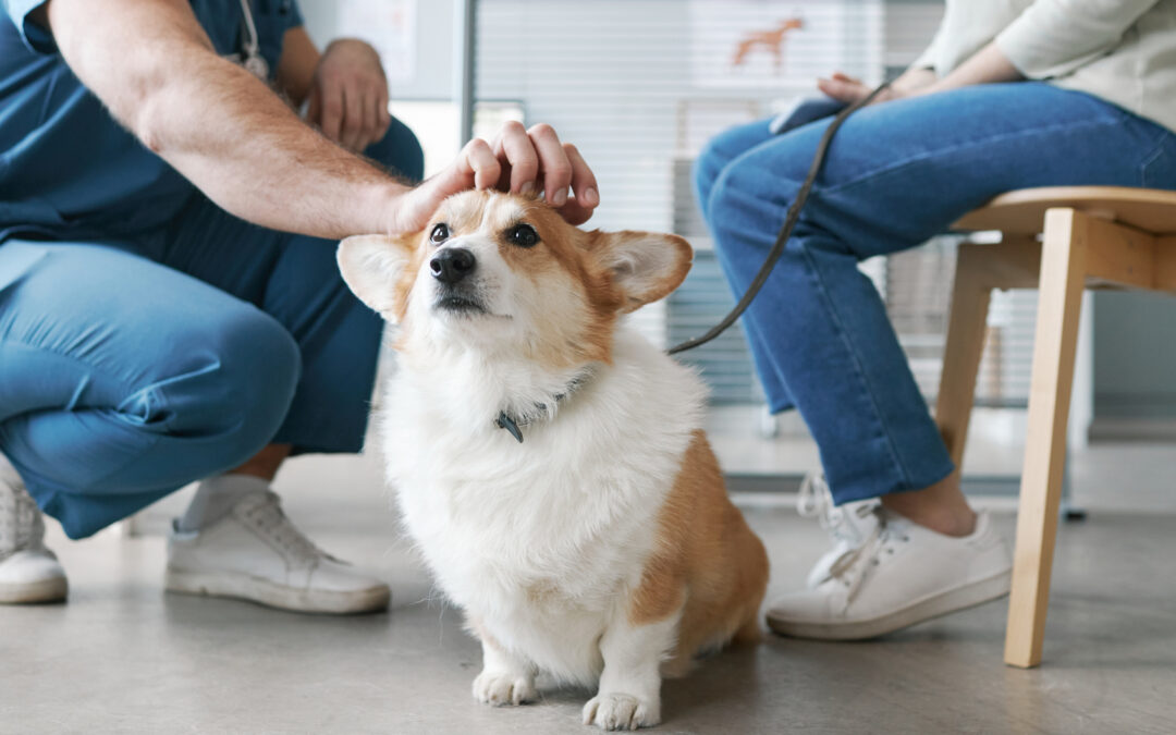 Veterinary medicine trends affect pet’s care