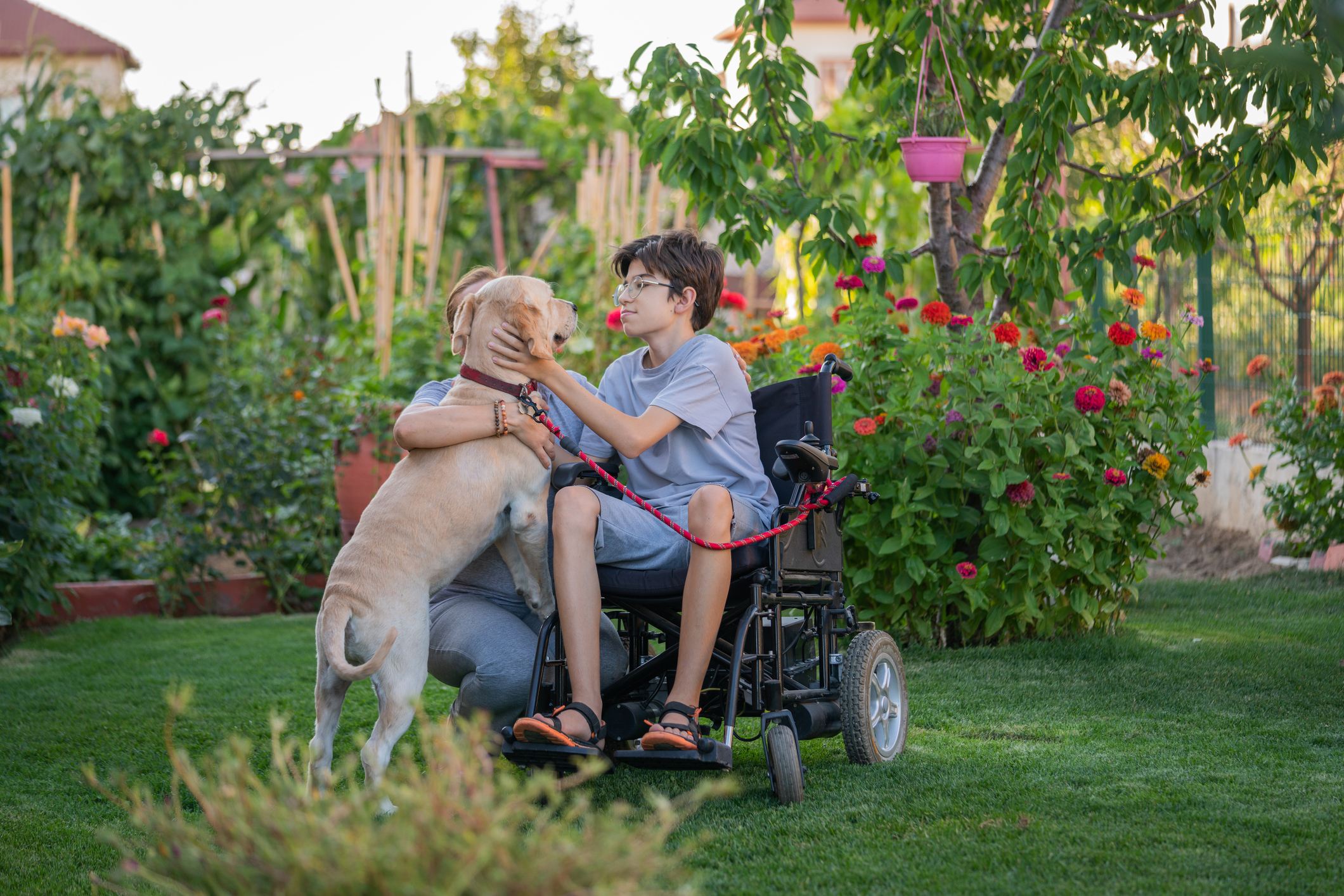 PIACT recommends technical fixes to bill for service-animal protections