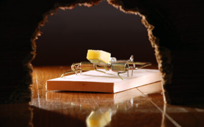 Rodents, insurance and you: how is your coverage?